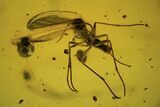 Fossil Wasp, Fly, Mite and Oak Hair In Baltic Amber #84672-2